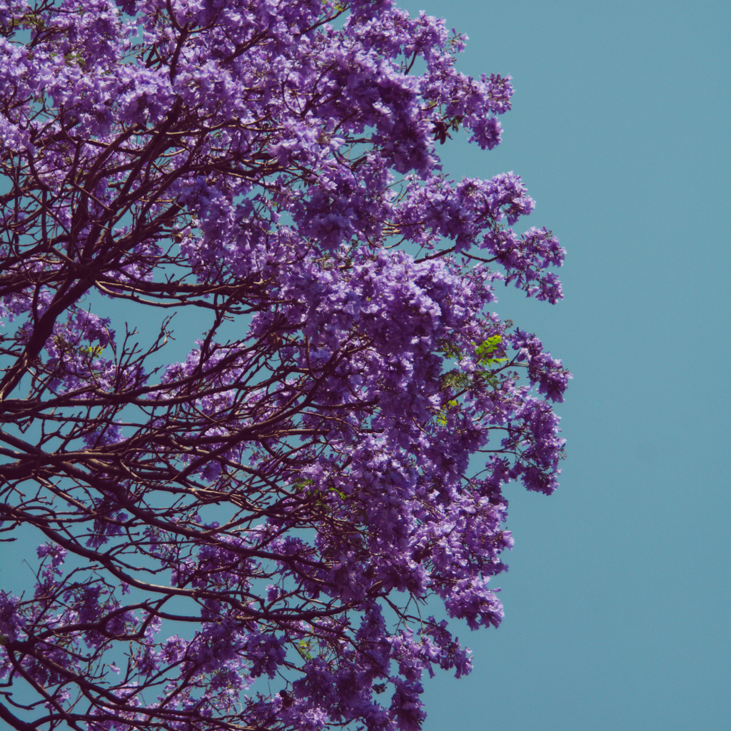 Dije Jacaranda II