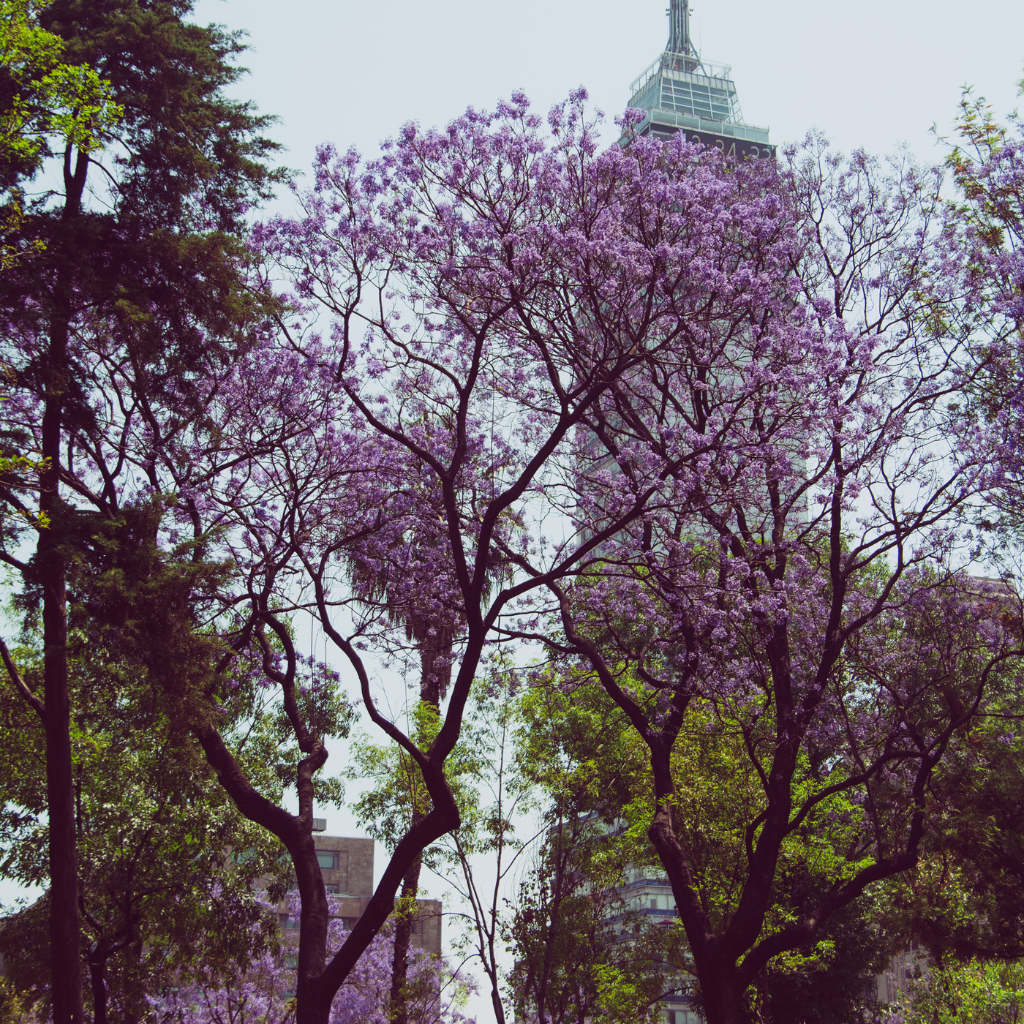 Anillo Ovalado Jacaranda