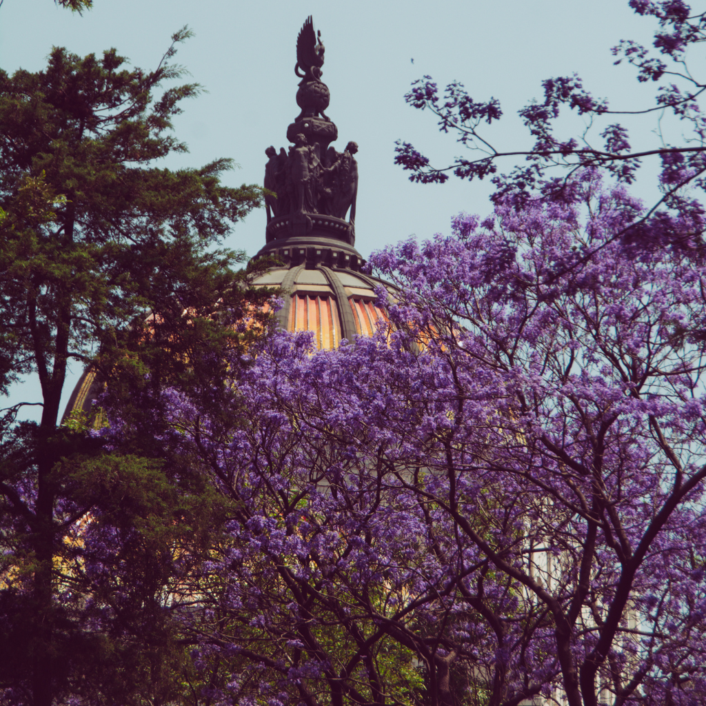 Dije Jacaranda II